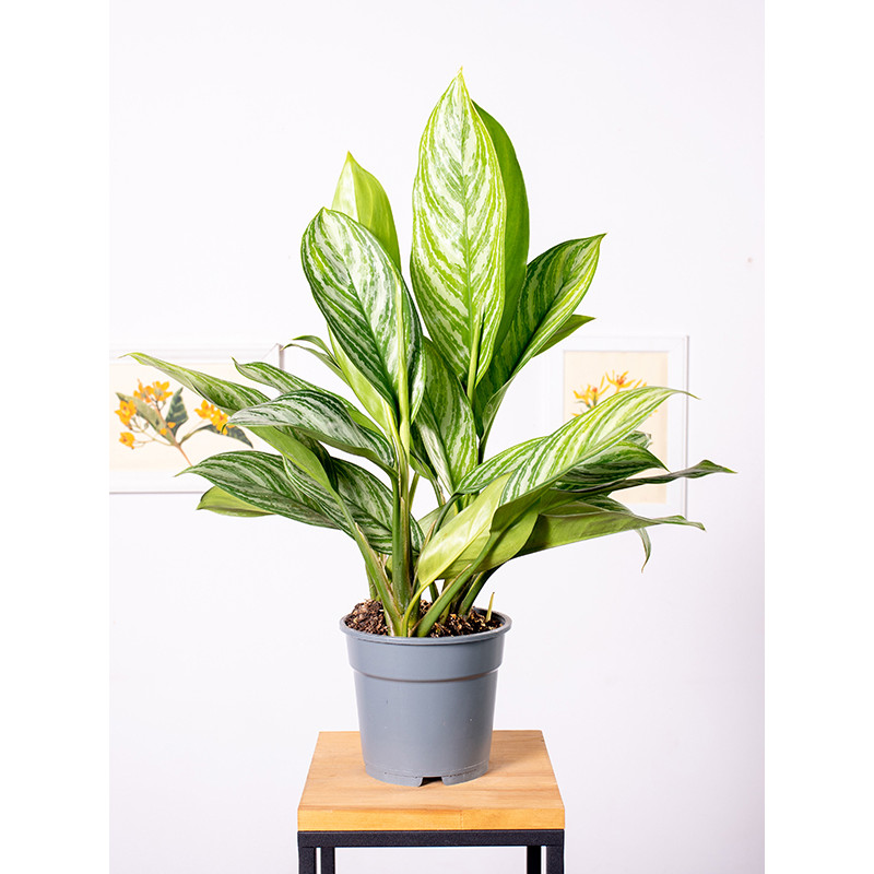 Aglaonema 'Yellow Stripes'