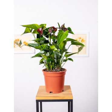 Anturium 'Chocolate Love'