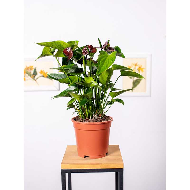 Anturium 'Chocolate Love'