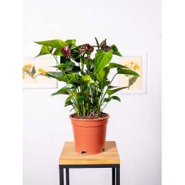 Anturium 'Chocolate Love'