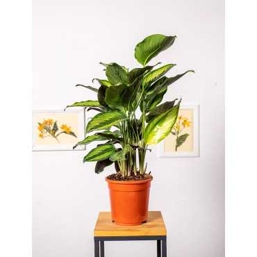 Kalatea 'Pinstripe'