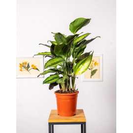 Kalatea 'Pinstripe'