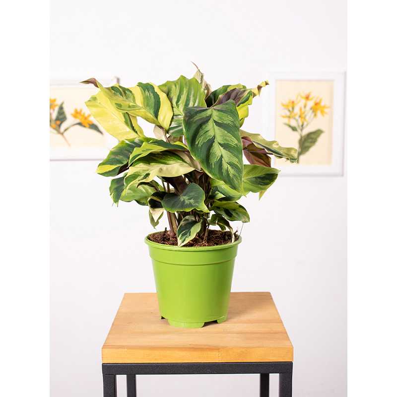 Kalatea 'Fusion Yellow'