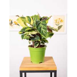 Kalatea 'Fusion Yellow'