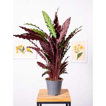 Kalatea falistolistna