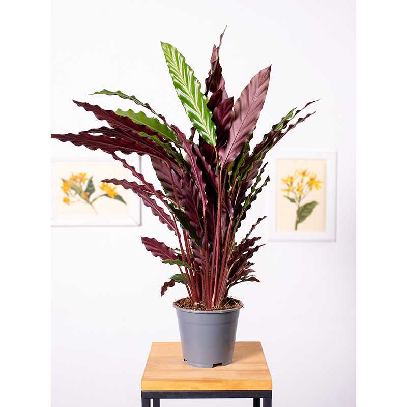 Kalatea falistolistna