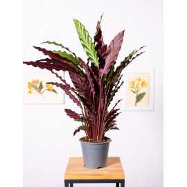 Kalatea falistolistna