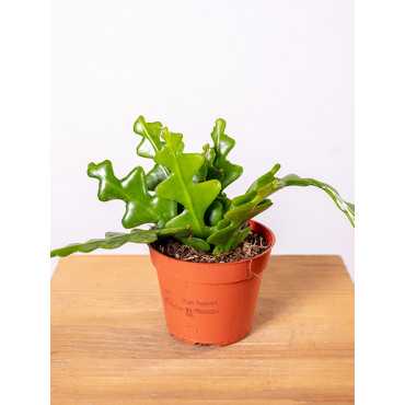 Kaktus zygzak Epifyllum