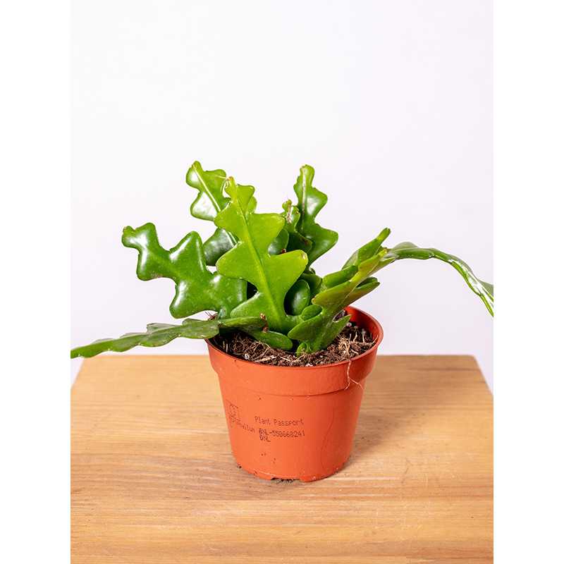 Kaktus zygzak Epifyllum