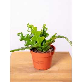 Kaktus zygzak Epifyllum