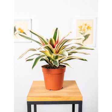Neoregelia