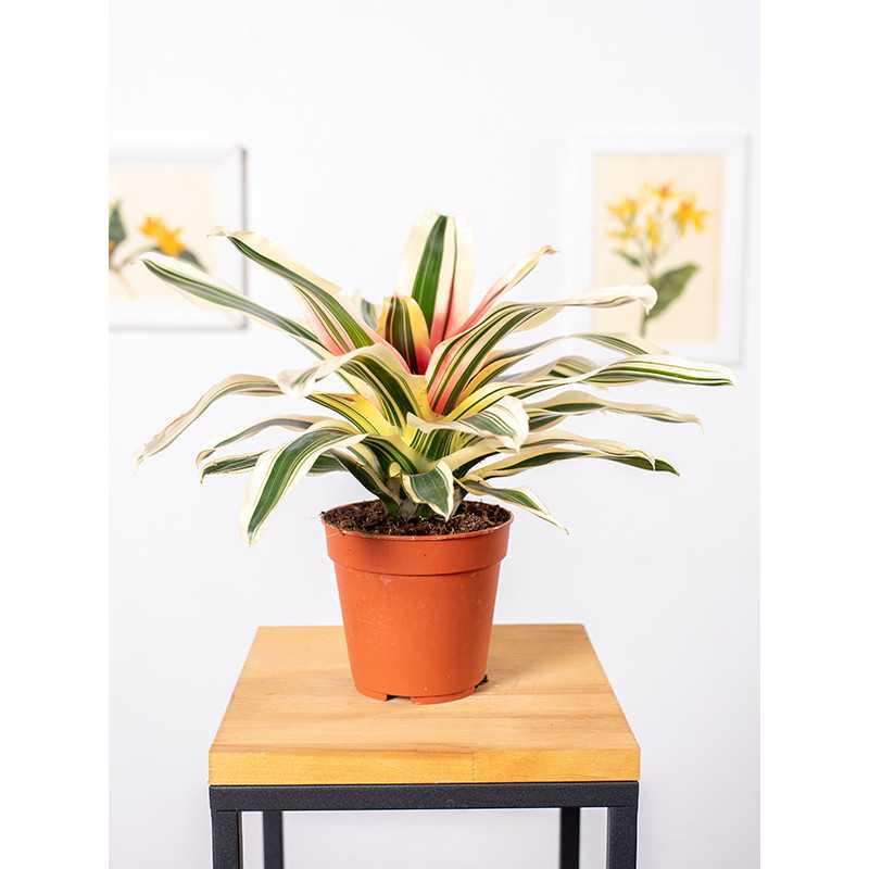 Neoregelia