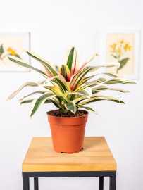 Neoregelia