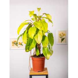 Filodendron 'Malay Gold' | Na pniu