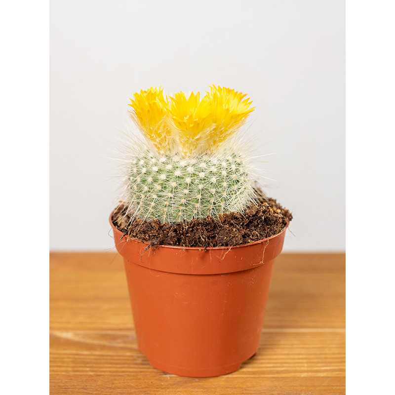 Kaktus Parodia