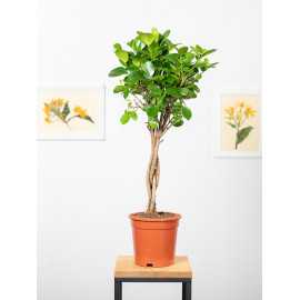 Fikus 'Moclame' na pniu