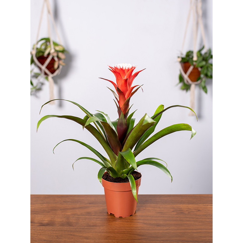 Guzmania 'Hope'