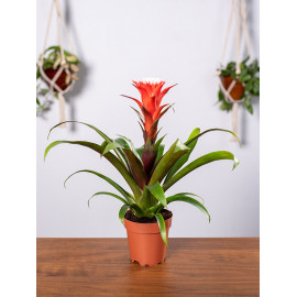 Guzmania 'Hope'