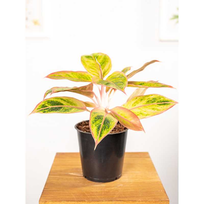 Aglonema 'Salmon Fantasy'