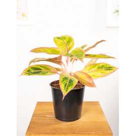 Aglonema 'Salmon Fantasy'