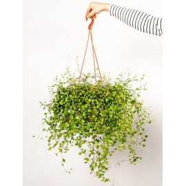 Mulenbekia | Wisząca