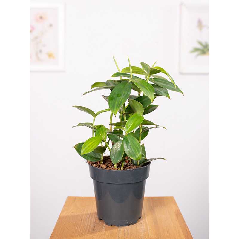 Costus arabicus