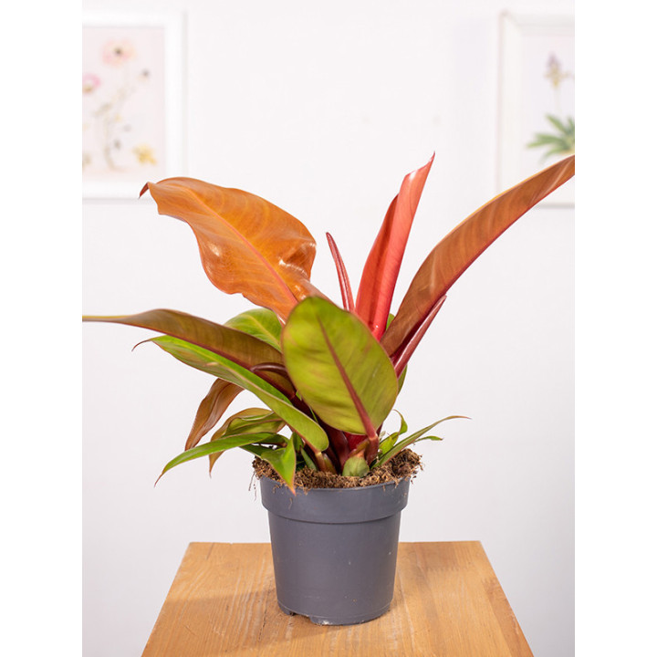 Filodendron 'Prince of Orange' | Mały