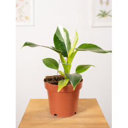 Filodendron 'White Princess'