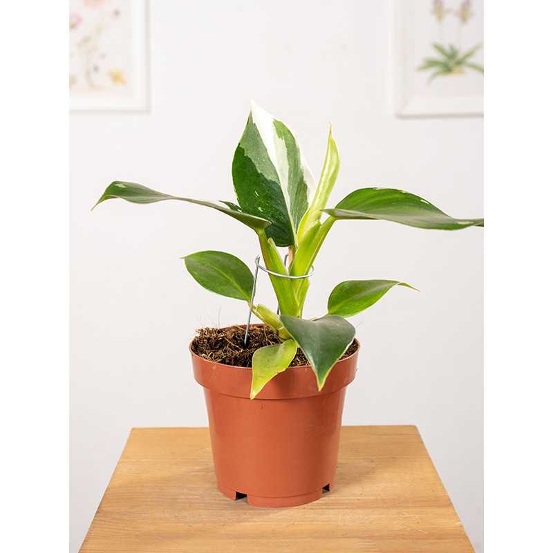 Filodendron 'White Princess'