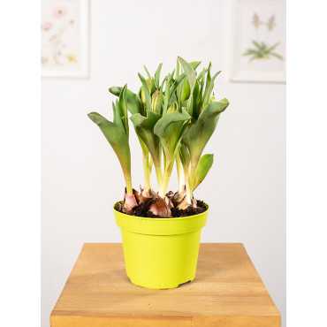 Tulipan o pełnych kwiatach