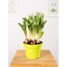 Tulipan o pełnych kwiatach