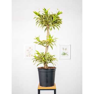 Dracena 'Song of India' | Kompozycja