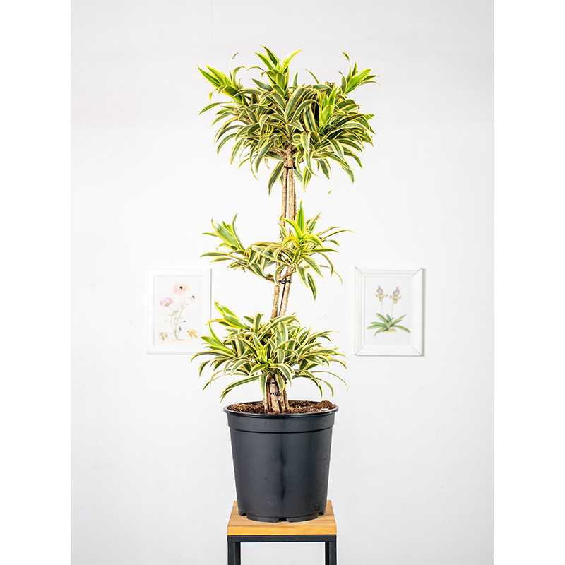 Dracena 'Song of India' | Kompozycja