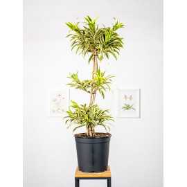 Dracena 'Song of India' | Kompozycja
