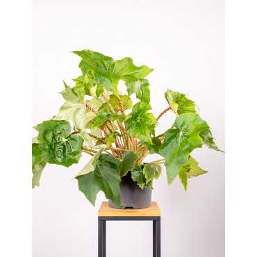 Begonia 'Immense'