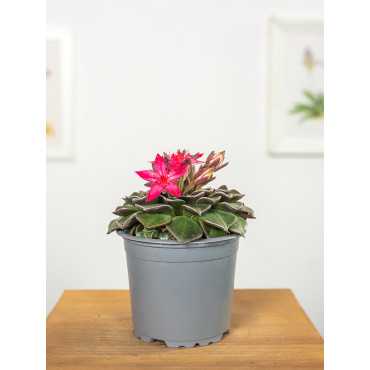 Graptopetalum bellum