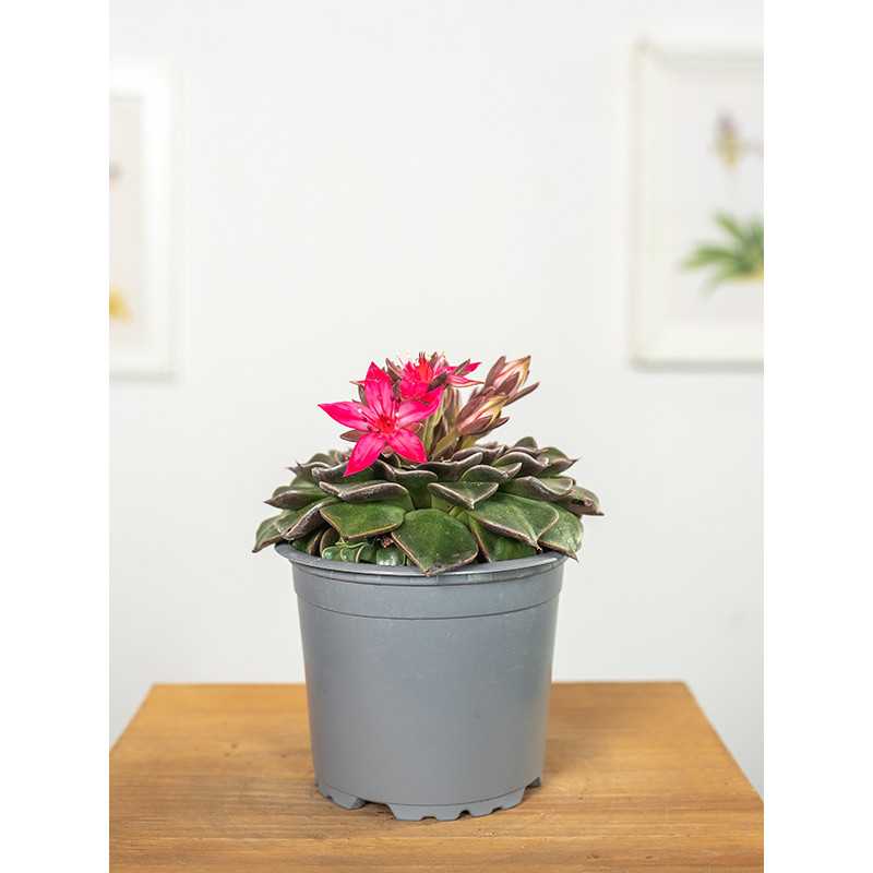 Graptopetalum bellum