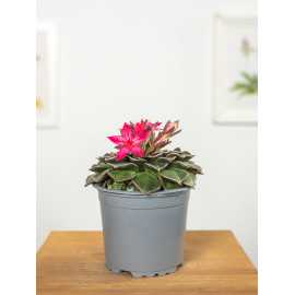 Graptopetalum bellum