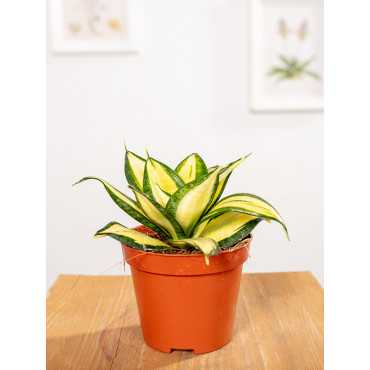 Sansewieria 'Sunny Star'
