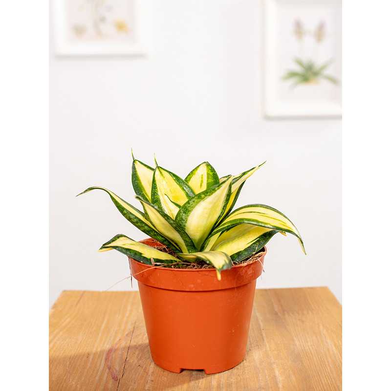 Sansewieria 'Sunny Star'
