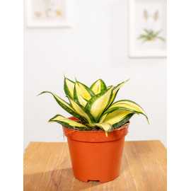 Sansewieria 'Sunny Star'