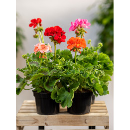 Pelargonia rabatowa MIX kolorów