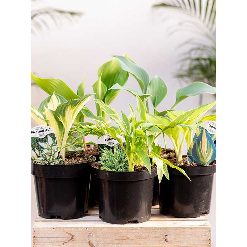 Hosta MIX odmian