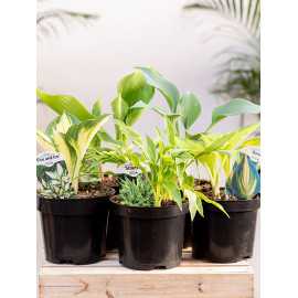 Hosta MIX odmian