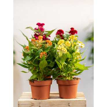 Celozja grzebieniasta