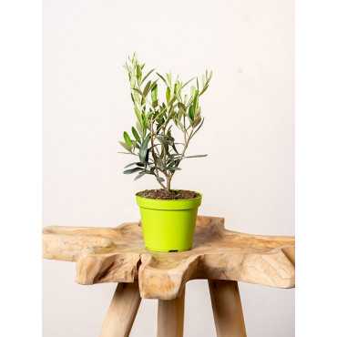 Oliwka na pniu mała