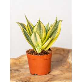 Sansewieria 'Golden Hahnii'