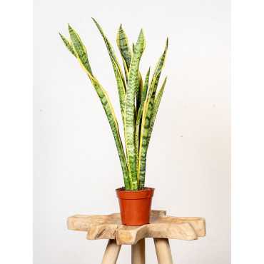 Sansewieria 'Laurentii'