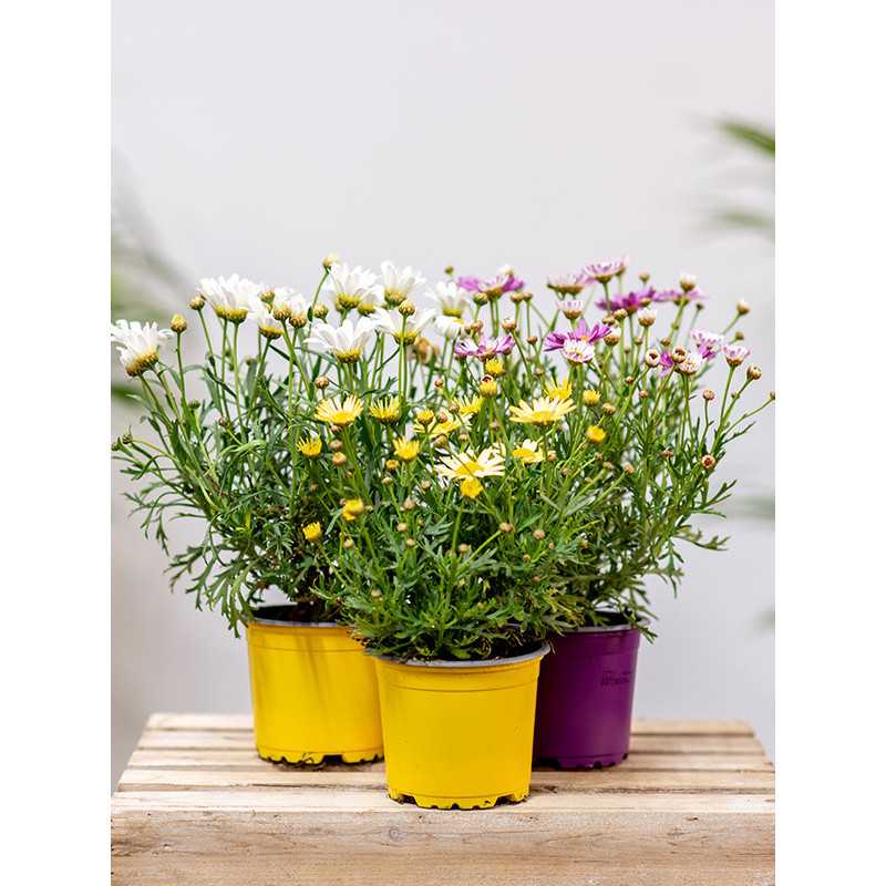 Złocień krzewiasty MIX kolorów