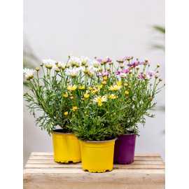 Złocień krzewiasty MIX kolorów